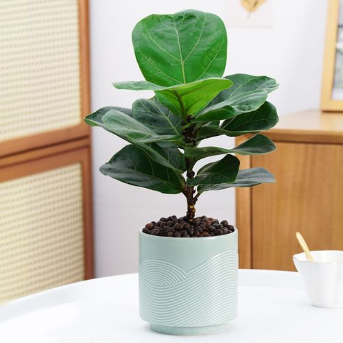 琴叶榕盆栽室内大叶植物客厅办公室小绿植好养活北欧花卉四季常青