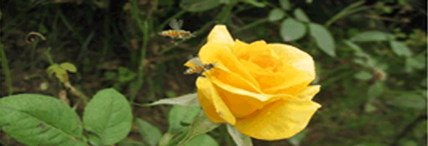 养蜂人王孝忠:"追"蜂几十年 只为酿一份"甜蜜"|养殖场|蜜蜂_网易订阅