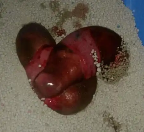 怀孕超过一个月发生流产的话,可以发现猫咪的阴部有大量红色分泌物