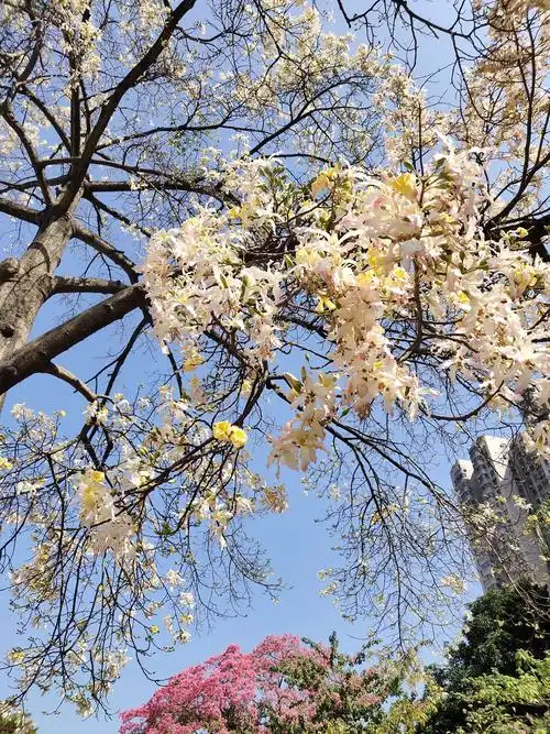 白色的异木棉花,花色如霜,花团锦簇,给游客留下深刻的印象.
