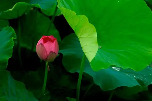含苞待放的荷花