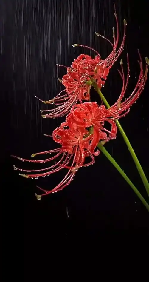 彼岸花:悲伤与永恒的爱情象征 🌸