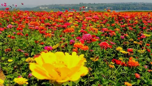 骑行万亩花海 ,美到人陶醉!