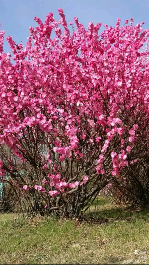 桃花艳!桃花美!桃花满天飞!桃花遍地红!三月桃花笑春风!