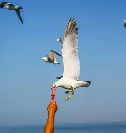 描写海燕的句子 海燕好句好段(图12)