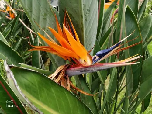 天堂鸟与旅人蕉