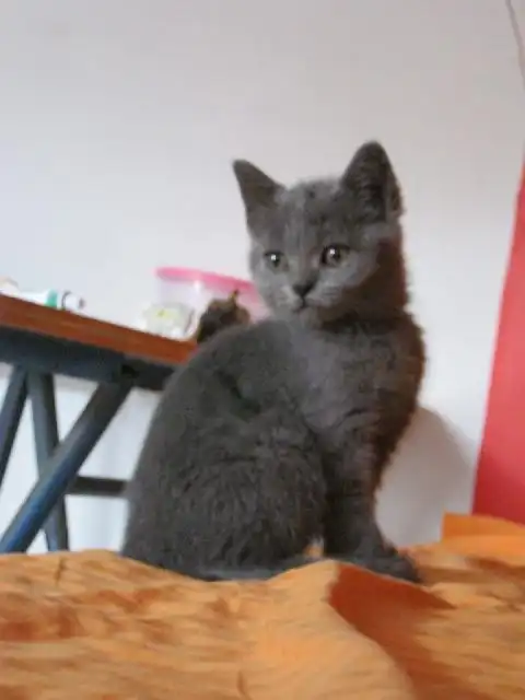 请帮我看看我家猫猫是不是纯种的英短蓝猫~ 么么