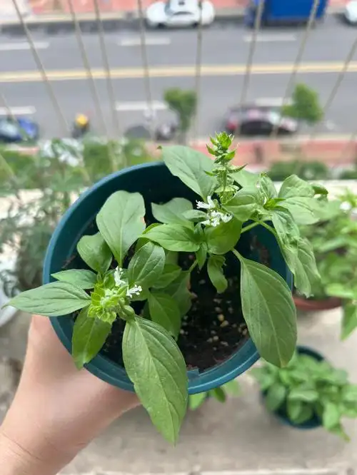 究竟是什么品种的薄荷啊……我真的不会,先排除草莓薄荷?#香草植物