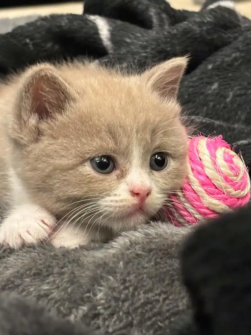 可爱的小饼干睁开眼卖个萌,各种姿势换着睡#小奶猫的治愈瞬间 - 抖音