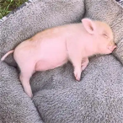 萌猪照片头像高清呆萌可爱的小猪图片头像