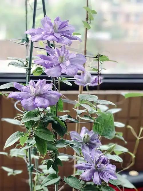 冷门铁线莲蓝色风暴推荐铁线莲比美