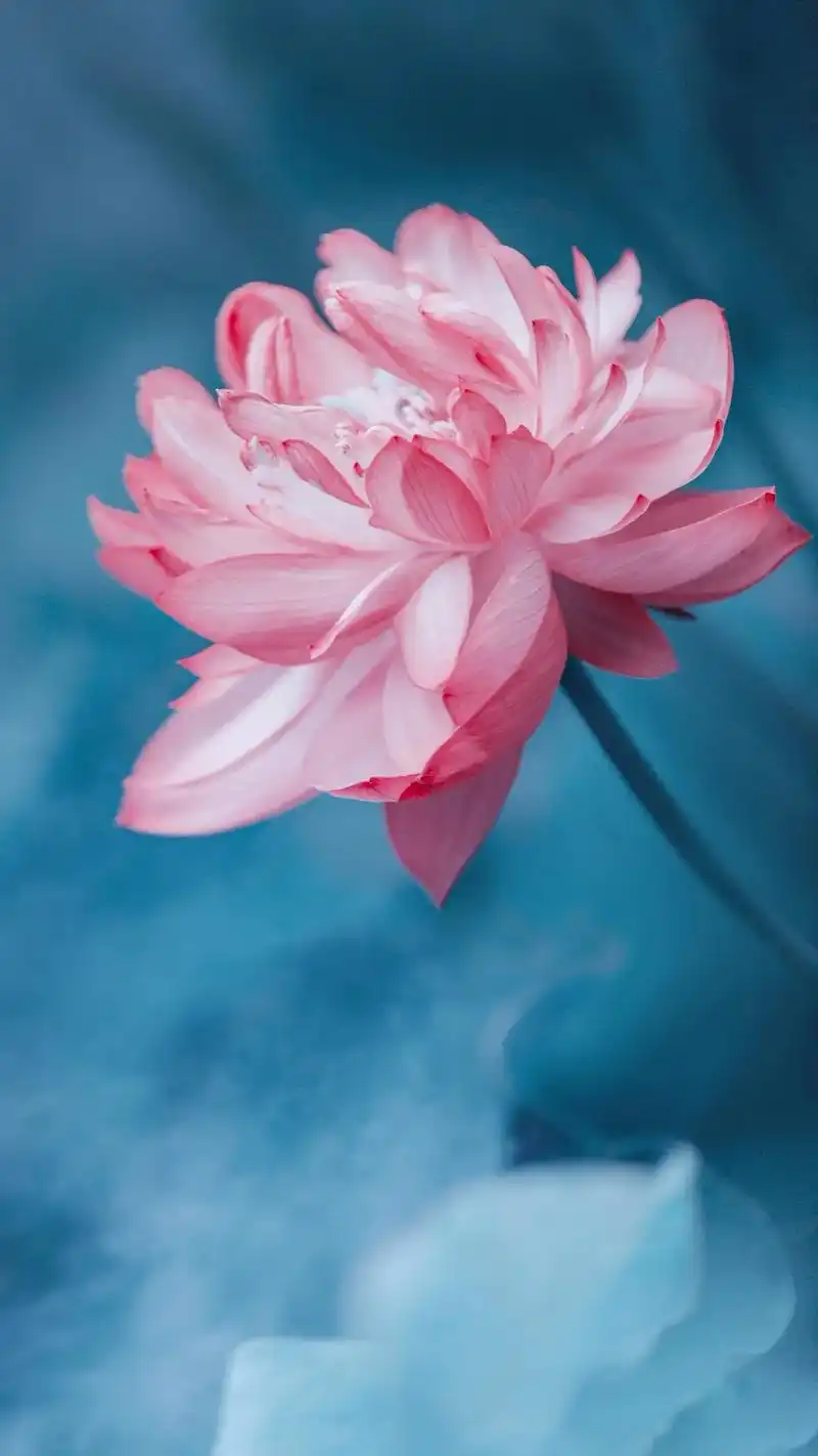 一念心清静, 莲花处处开 一花一净土 一土一如来 #手机壁纸 - 抖音