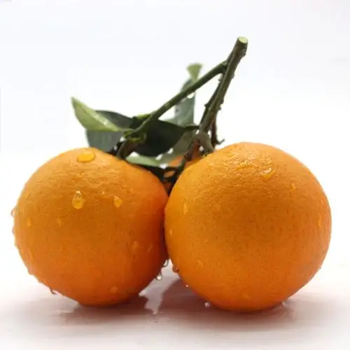 花与果 秭归伦晚脐橙黄心甜橙新鲜水果现摘现发不打蜡不催熟