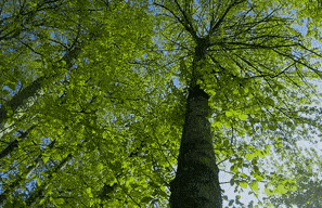 清洁明净万物生长此时,皆清洁而明净故谓之清明此时,也宜洗濯心灵,反