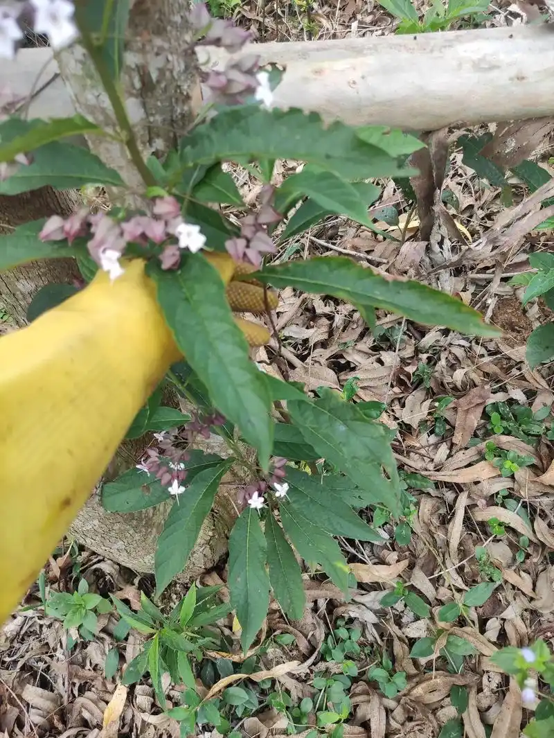 板蓝根.这植物你们认识吗?知道有什么功效吗?这是我们农村很常 - 抖音