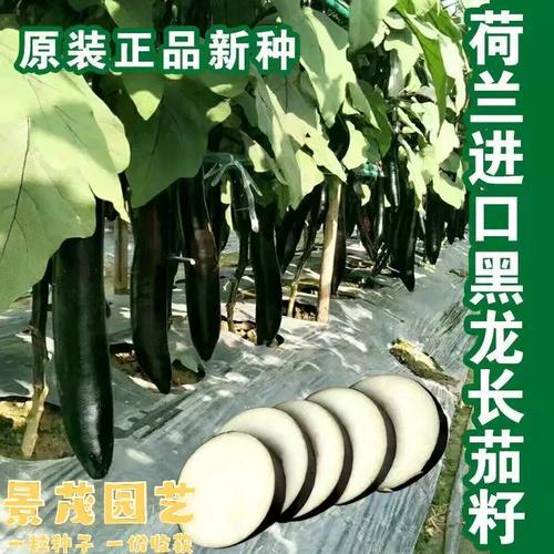 荷兰进口黑龙长茄种子线茄子圆茄子种籽黑紫早熟抗热抗寒蔬菜种孑