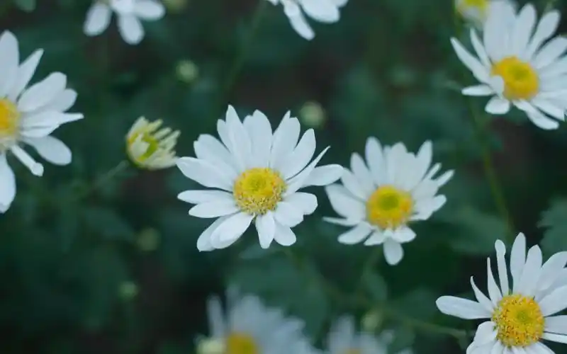 小清新大滨菊摄影图,植物-回车桌面