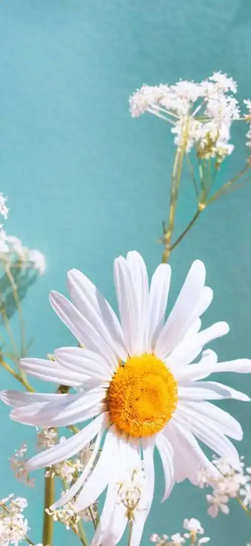 74 点击图片 78 长按 78 保存高清壁纸静心禅语雏菊虽然不如