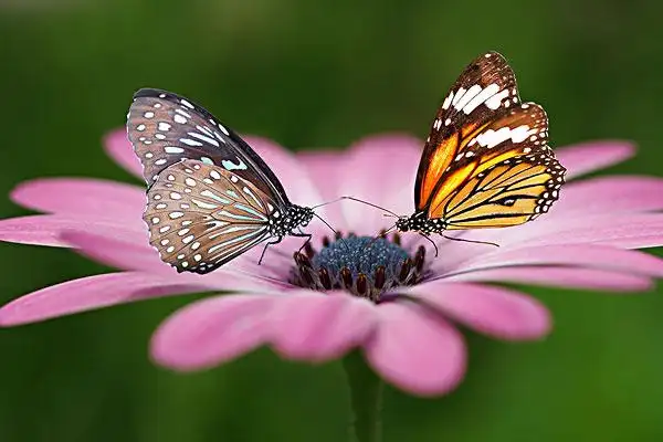 蝴蝶图片_蝴蝶图片大全_全景图片