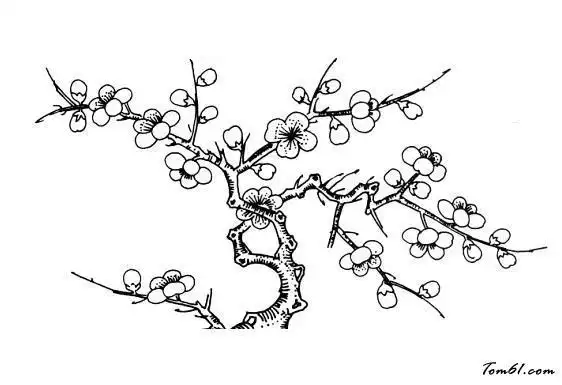 关于梅花的素描简笔画