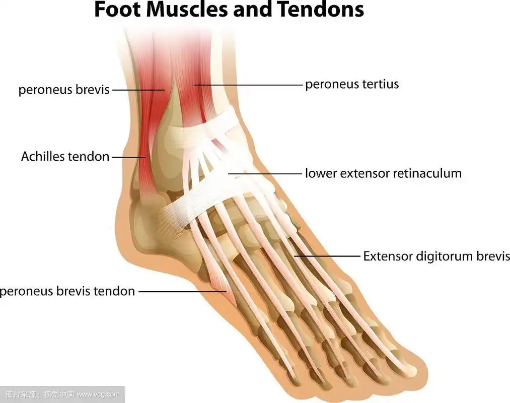 足部肌肉和肌腱
