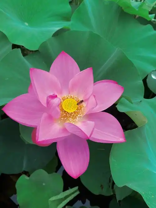 人如莲心如水思绪如鸥鹭