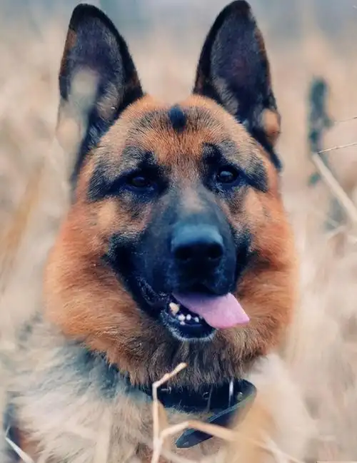 这6种狗最适合女生养你知道为什么吗