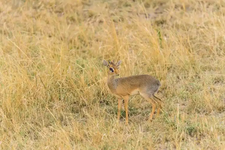 小羚羊,又称犬羚,世界上最小的羚羊