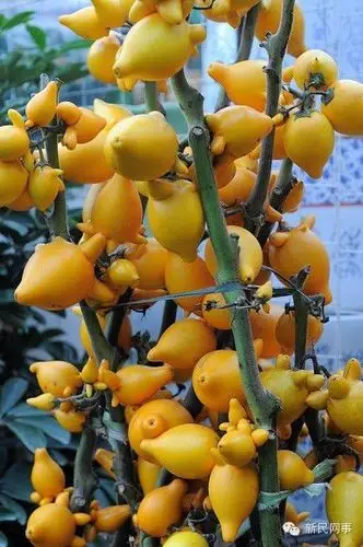 全球罕见怪异水果"十级考" 看你冲到第几级!(组图)