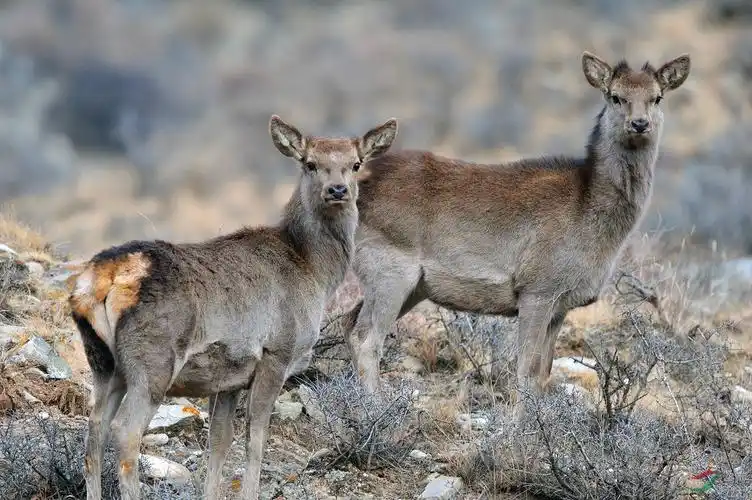 萌态可掬的野生马鹿小兄弟贺图五获首页精华