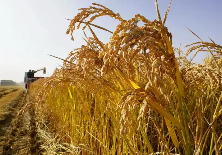 天气总体利于秋粮丰收 专家提醒分区分类精准防范|陕甘宁|秋粮|粮食