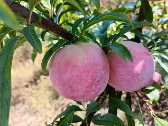 "美颜桃李"是最新的科研成果,它是桃和李子的杂交新品种,其中桃基因25