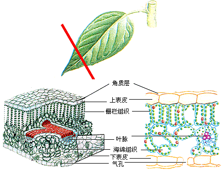叶表皮细胞的外壁上覆盖有蜡质层和角质层,最外层是蜡质层,具有防止