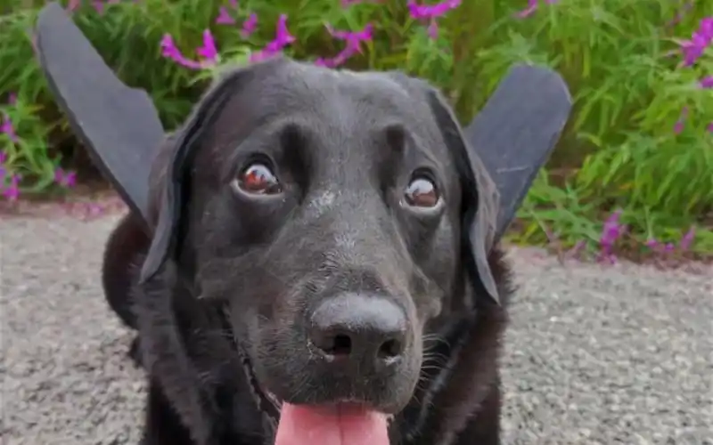 黑蝙蝠的万圣节99