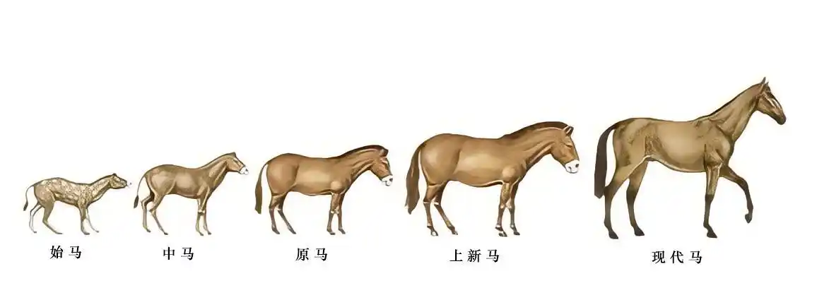 现代马和它的祖先无论是在体型还是在体质上都有天壤之别.