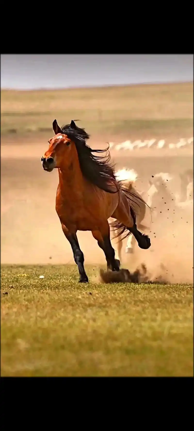 骏马图图#抖音图文来了  - 抖音