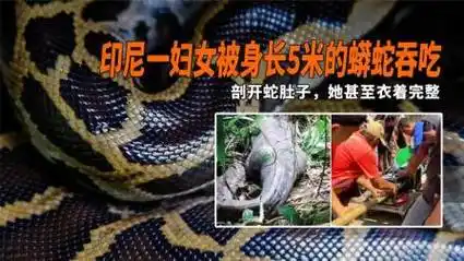 印尼一妇女被身长5米的蟒蛇吞吃