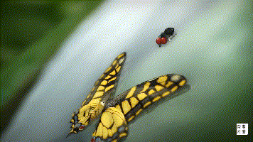 萌萌哒小虫虫动态图送上