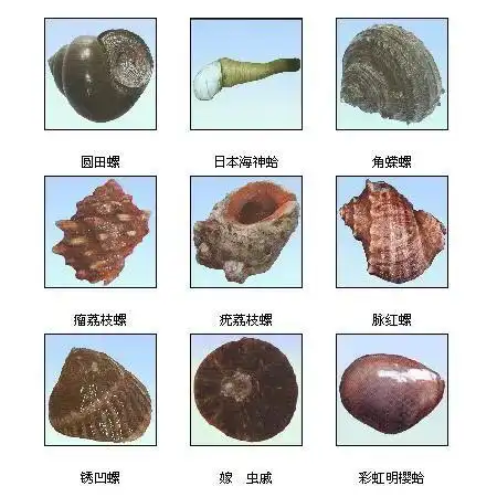 贝壳的种类贝壳的种类名称