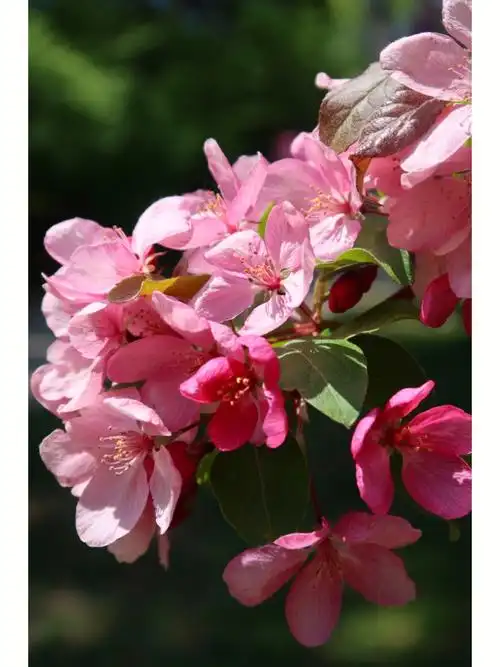 北美海棠粉色的梦挂满枝桠