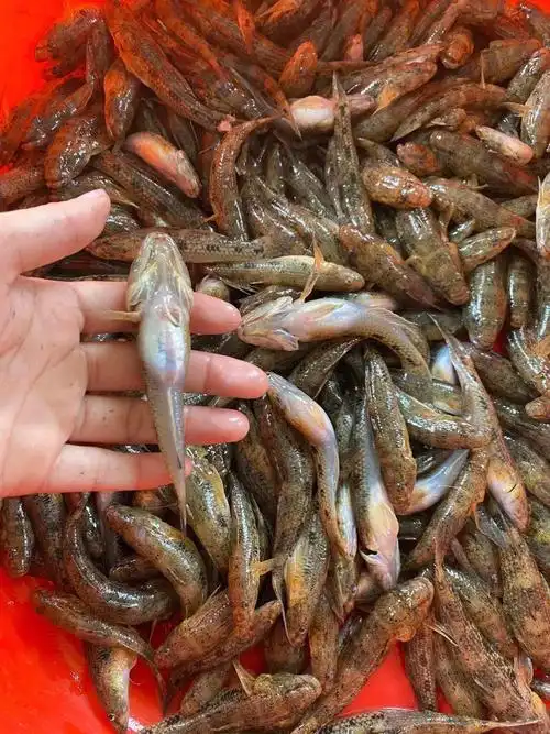 野生大笋壳鱼当季满膏一份一斤装