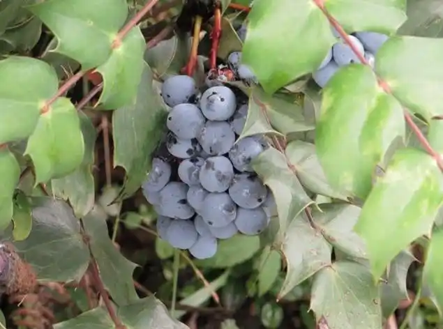 这个是什么植物,它的学名跟土名,能不能吃的