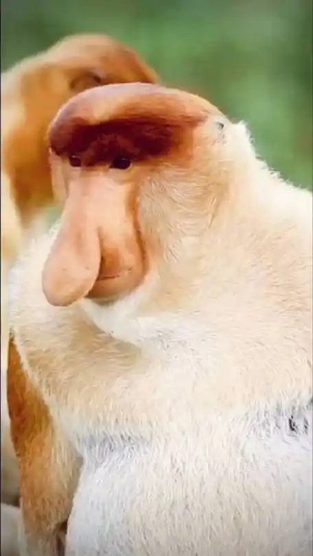 从来没见过大马猴,看到它秒懂:原来长这样