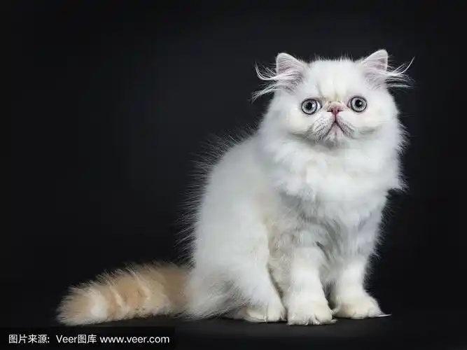 波斯猫/小猫笔直地坐着,侧身孤立在黑色背景中,直视镜头