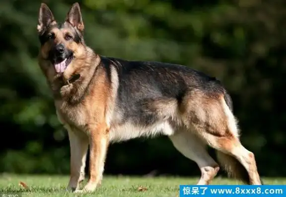 十大绝不咬人的狗排名温顺又可爱但是打架也很厉害