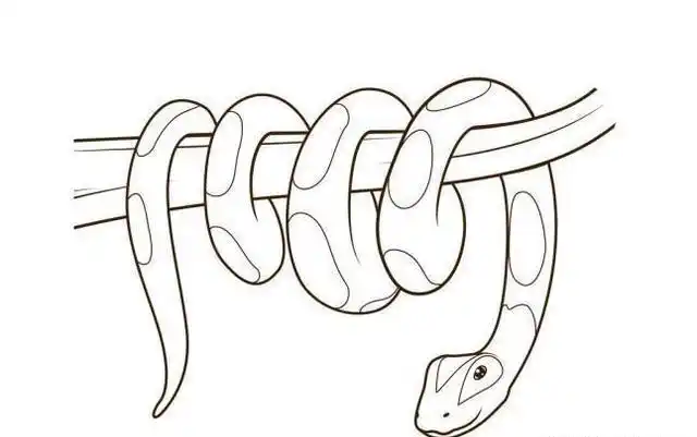 在森林中遇到大蟒蛇,该如何自救?