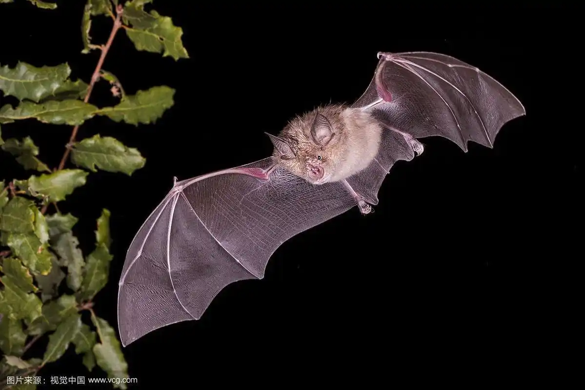更大的马蹄蝙蝠