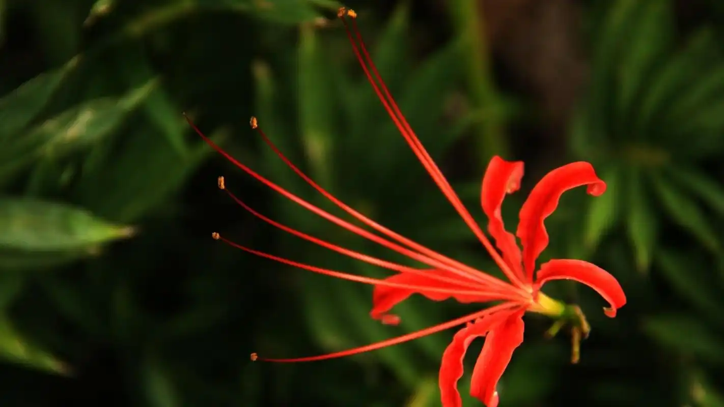 彼岸花图片高清宽屏电脑桌面主题壁纸