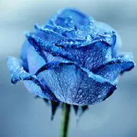 蓝玫瑰微信头像一朵【点击鼠标右键下载】