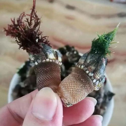 霞浦鲜活佛手贝观音手鹅颈藤壶狗爪螺野生佛手螺500g包邮sf【4天内